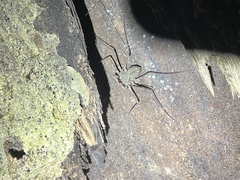 Paraphrynus laevifrons