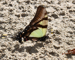 Eurytides serville serville