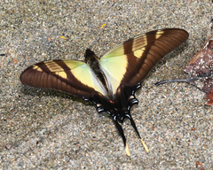 Eurytides serville serville