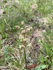 Aciphylla simplicifolia