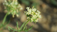 Phthiriinae