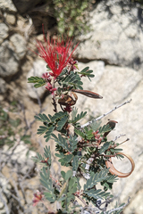 Calliandra californica