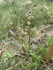 Aciphylla simplicifolia