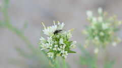 Phthiriinae