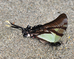 Eurytides serville serville