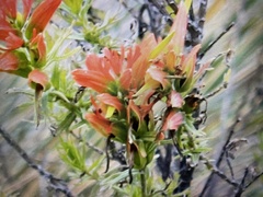 Castilleja fissifolia