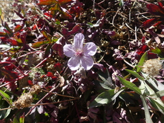 Geranium richardsonii