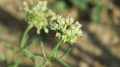 Phthiriinae