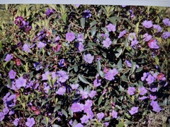 Andesanthus lepidotus