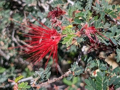 Calliandra californica