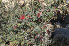 Calliandra californica
