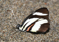 Perrhybris lorena