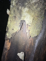 Paraphrynus laevifrons