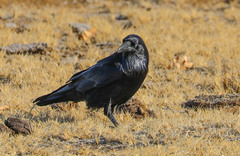 Corvus corax