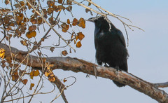 Corvus corax