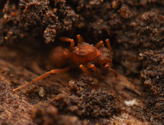Cyphomyrmex