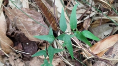 Jasminum nervosum