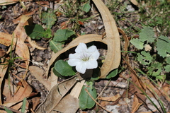 Ruellia morongii