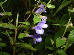Scutellaria galericulata