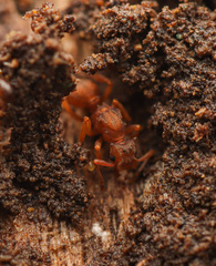 Cyphomyrmex