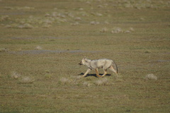 Lycalopex griseus