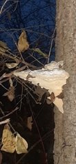 Trametes suaveolens