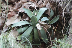 Agave inaequidens