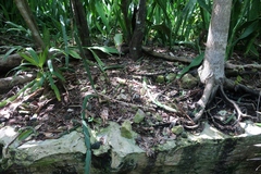 Acanthocereus tetragonus