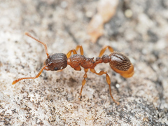 Myrmica punctiventris