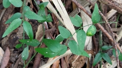 Jasminum nervosum