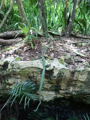 Acanthocereus tetragonus