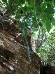 Acanthocereus tetragonus