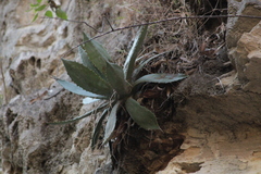 Agave maximiliana