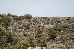 Lycalopex