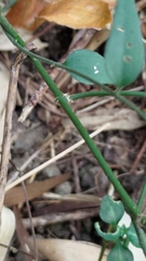 Jasminum nervosum