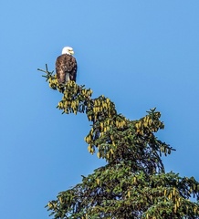 Haliaeetus leucocephalus washingtoniensis