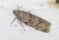 Chionodes thoraceochrella