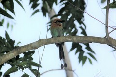 Electron platyrhynchum