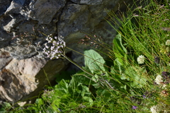 Valeriana montana