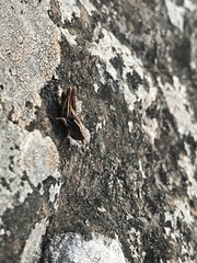 Phaulacridium marginale