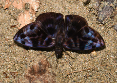 Ebrietas infanda