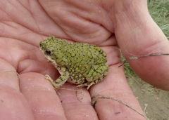 Anaxyrus debilis