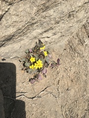 Oxalis megalorrhiza
