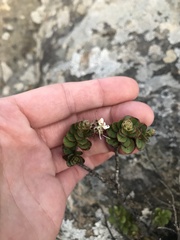 Veronica lavaudiana