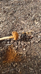 Battarrea phalloides