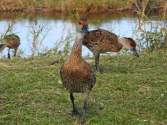 Dendrocygna arborea
