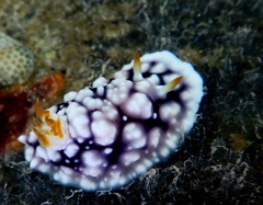 Goniobranchus geometricus