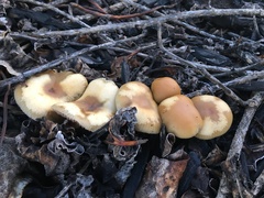 Psilocybe allenii