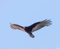 Cathartes aura septentrionalis
