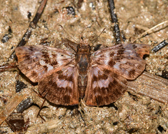 Ebrietas anacreon